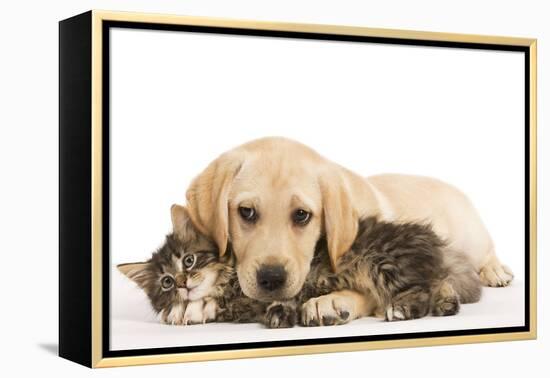 Cat and Dog Labrador Puppy and Norwegian Forest Cat Kitten-null-Framed Premier Image Canvas