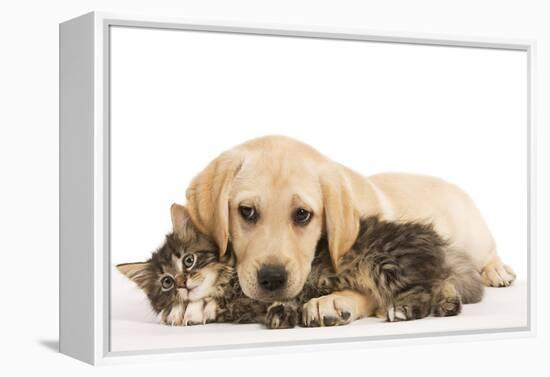 Cat and Dog Labrador Puppy and Norwegian Forest Cat Kitten-null-Framed Premier Image Canvas