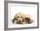 Cat and Dog Labrador Puppy and Norwegian Forest Cat Kitten-null-Framed Photographic Print