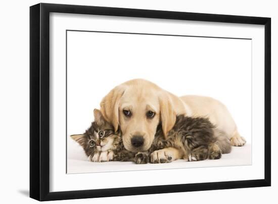 Cat and Dog Labrador Puppy and Norwegian Forest Cat Kitten-null-Framed Photographic Print