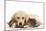 Cat and Dog Labrador Puppy and Norwegian Forest Cat Kitten-null-Mounted Photographic Print