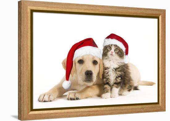 Cat and Dog Labrador Puppy and Norwegian Forest-null-Framed Premier Image Canvas