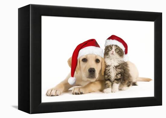 Cat and Dog Labrador Puppy and Norwegian Forest-null-Framed Premier Image Canvas