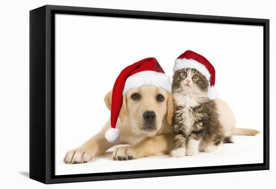 Cat and Dog Labrador Puppy and Norwegian Forest-null-Framed Premier Image Canvas