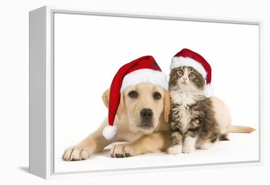 Cat and Dog Labrador Puppy and Norwegian Forest-null-Framed Premier Image Canvas