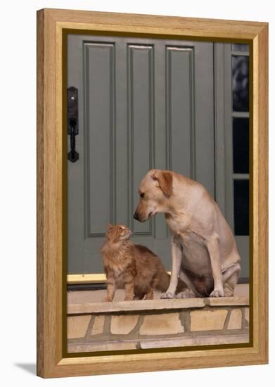 Cat and Labrador Sitting on Front Step-DLILLC-Framed Premier Image Canvas