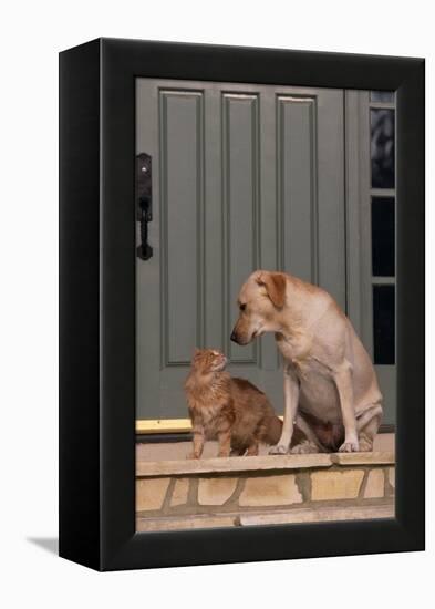 Cat and Labrador Sitting on Front Step-DLILLC-Framed Premier Image Canvas