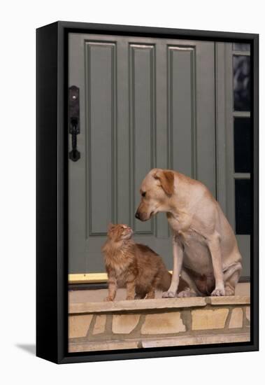 Cat and Labrador Sitting on Front Step-DLILLC-Framed Premier Image Canvas