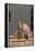 Cat and Labrador Sitting on Front Step-DLILLC-Framed Premier Image Canvas