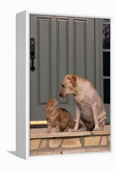 Cat and Labrador Sitting on Front Step-DLILLC-Framed Premier Image Canvas