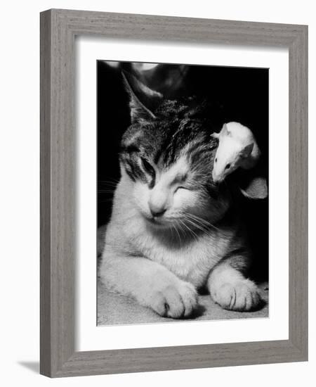 Cat and Mouse 1958-null-Framed Photo