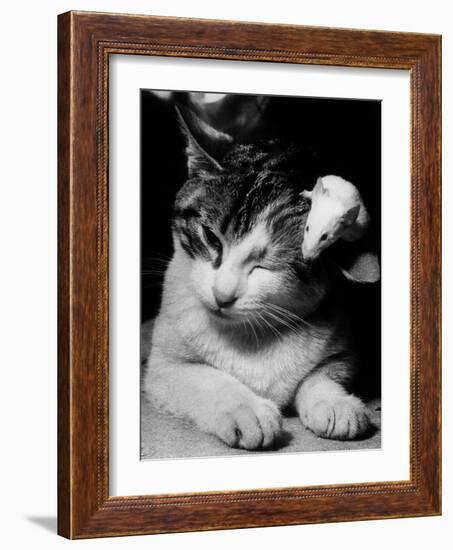 Cat and Mouse 1958-null-Framed Photo