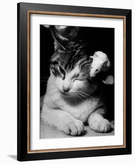 Cat and Mouse 1958-null-Framed Photo