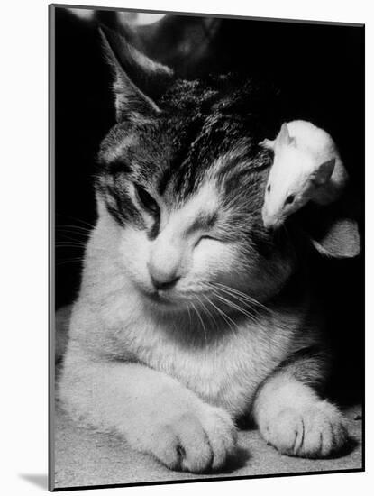 Cat and Mouse 1958-null-Mounted Photo