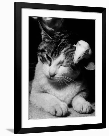 Photo, , large