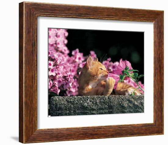 Cat And Pink Flowers-null-Framed Art Print