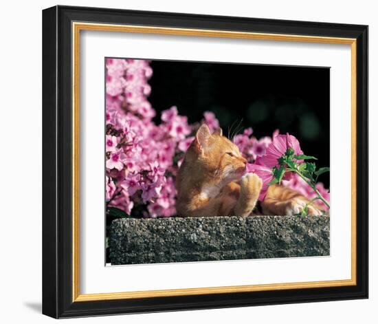 Cat And Pink Flowers-null-Framed Art Print