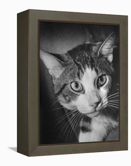Cat Being Used by Scientists Conducting Psychology Testing at Brooklyn College-Nina Leen-Framed Premier Image Canvas