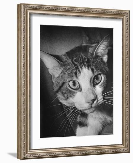 Cat Being Used by Scientists Conducting Psychology Testing at Brooklyn College-Nina Leen-Framed Photographic Print