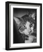 Cat Being Used by Scientists Conducting Psychology Testing at Brooklyn College-Nina Leen-Framed Photographic Print