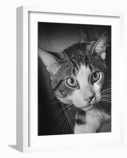 Cat Being Used by Scientists Conducting Psychology Testing at Brooklyn College-Nina Leen-Framed Photographic Print