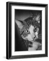 Cat Being Used by Scientists Conducting Psychology Testing at Brooklyn College-Nina Leen-Framed Photographic Print