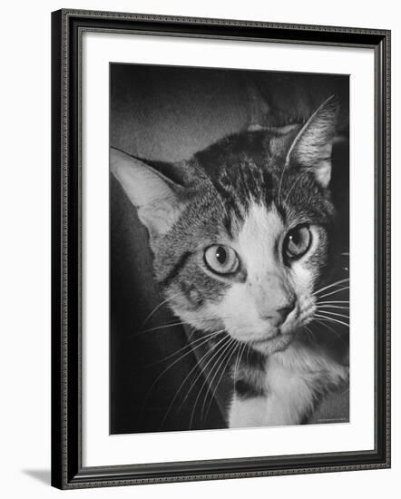 Cat Being Used by Scientists Conducting Psychology Testing at Brooklyn College-Nina Leen-Framed Photographic Print