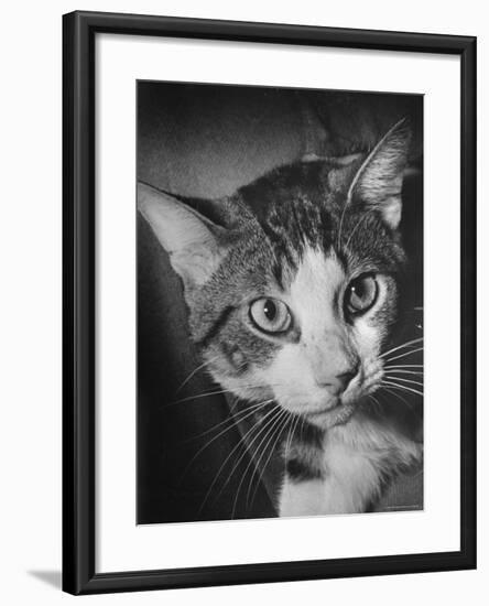 Cat Being Used by Scientists Conducting Psychology Testing at Brooklyn College-Nina Leen-Framed Photographic Print