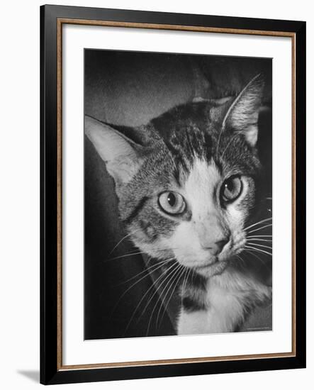 Cat Being Used by Scientists Conducting Psychology Testing at Brooklyn College-Nina Leen-Framed Photographic Print