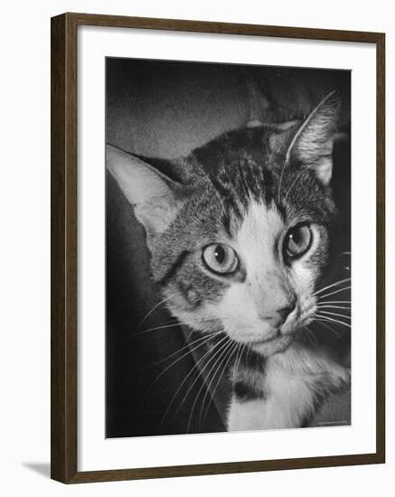 Cat Being Used by Scientists Conducting Psychology Testing at Brooklyn College-Nina Leen-Framed Photographic Print