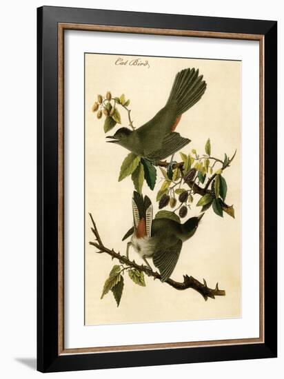 Cat Bird-John James Audubon-Framed Art Print