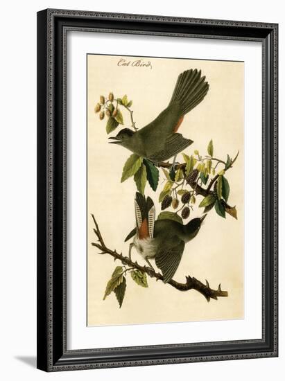Cat Bird-John James Audubon-Framed Art Print