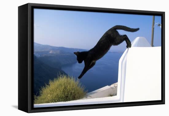 Cat- Black, Jumping Off Wall-null-Framed Premier Image Canvas