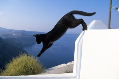 Cat- Black, Jumping Off Wall Premium Photographic Print | Art.com