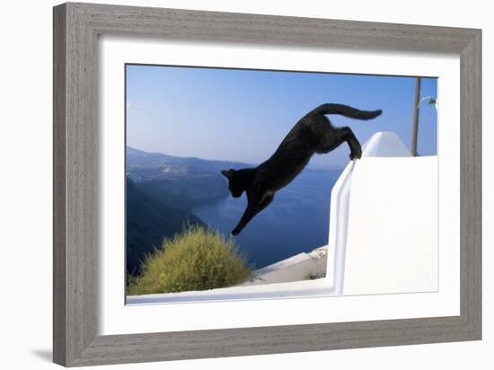 Cat- Black, Jumping Off Wall-null-Framed Photographic Print