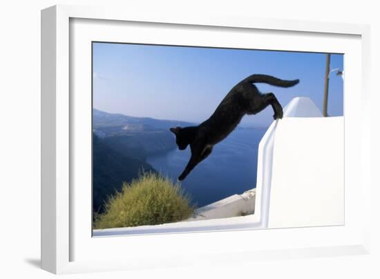 Cat- Black, Jumping Off Wall-null-Framed Photographic Print