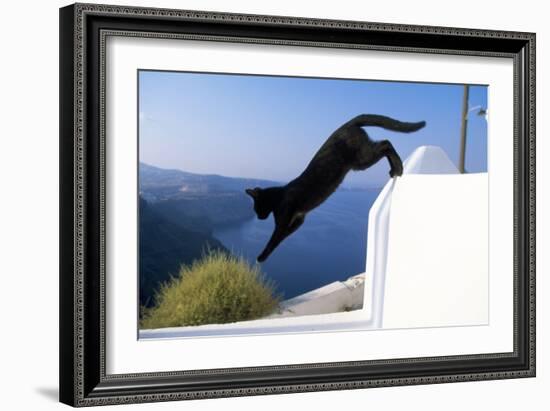 Cat- Black, Jumping Off Wall-null-Framed Photographic Print