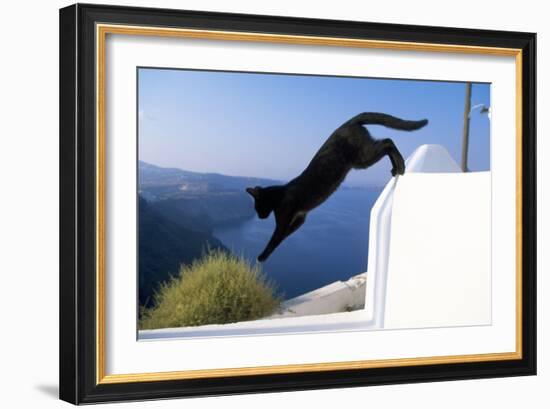 Cat- Black, Jumping Off Wall-null-Framed Photographic Print