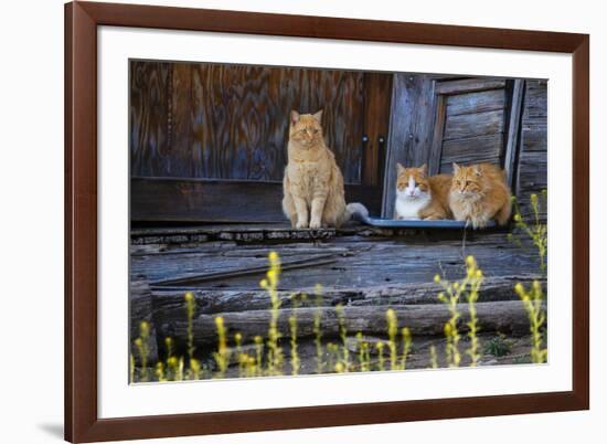 Cat, Felis catus, sitting on porch of old house-Larry Ditto-Framed Premium Photographic Print