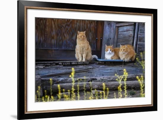 Cat, Felis catus, sitting on porch of old house-Larry Ditto-Framed Premium Photographic Print