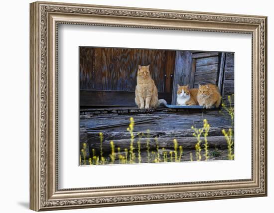 Cat, Felis catus, sitting on porch of old house-Larry Ditto-Framed Photographic Print