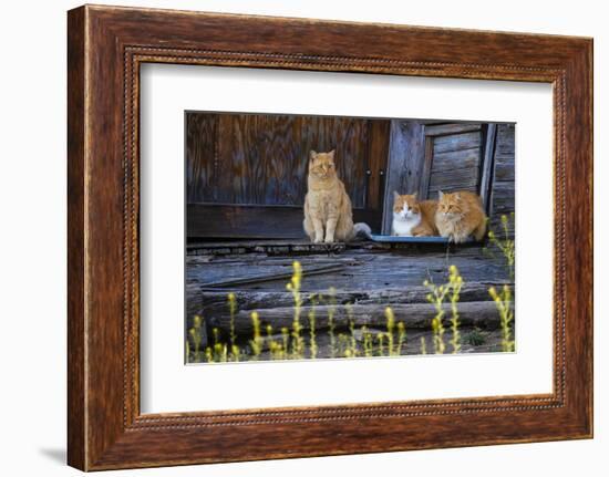 Cat, Felis catus, sitting on porch of old house-Larry Ditto-Framed Photographic Print