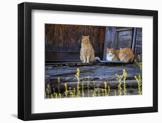 Cat, Felis catus, sitting on porch of old house-Larry Ditto-Framed Photographic Print