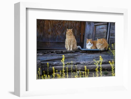 Cat, Felis catus, sitting on porch of old house-Larry Ditto-Framed Photographic Print