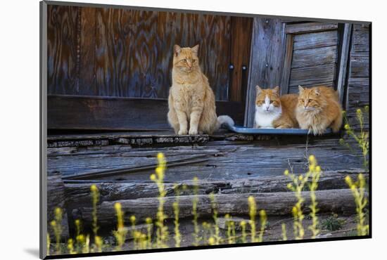 Cat, Felis catus, sitting on porch of old house-Larry Ditto-Mounted Photographic Print