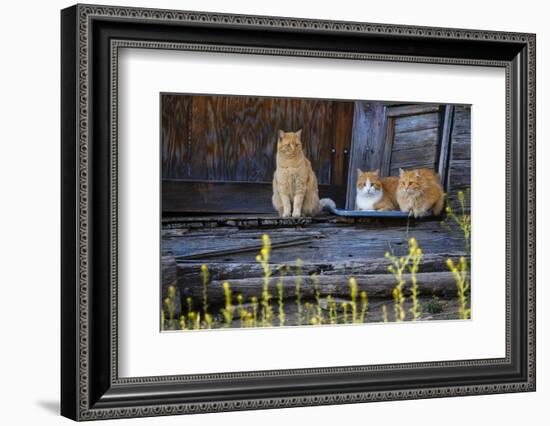 Cat, Felis catus, sitting on porch of old house-Larry Ditto-Framed Photographic Print