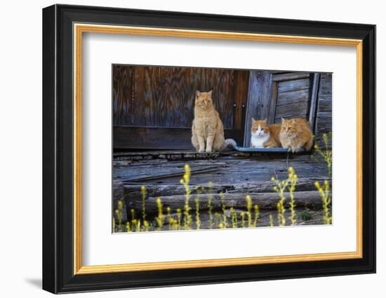 Cat, Felis catus, sitting on porch of old house-Larry Ditto-Framed Photographic Print