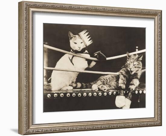 Cat Fight-Everett Collection-Framed Photographic Print