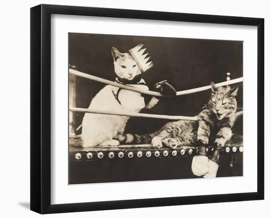 Cat Fight-Everett Collection-Framed Photographic Print