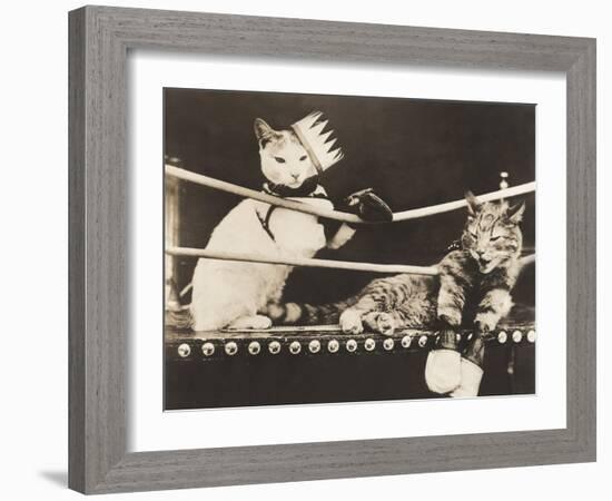 Cat Fight-null-Framed Photo